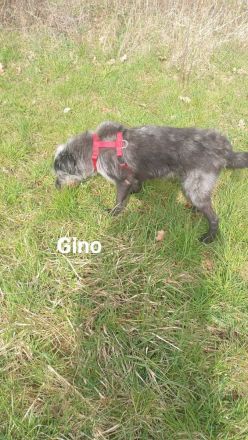 Gino sucht genau dich