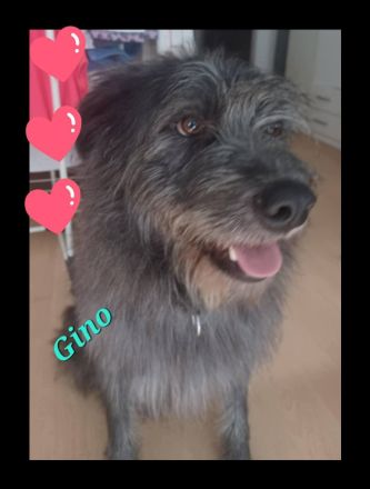 Gino sucht genau dich