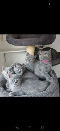 BKH Kitten/ Auszugsbereit/ Ein Kater noch frei