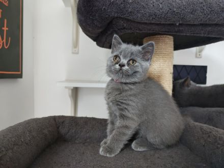 BKH Kitten/ Auszugsbereit/ Ein Kater noch frei