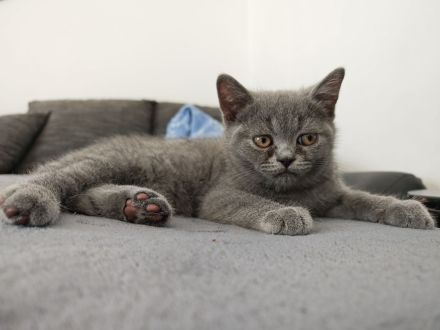 BKH Kitten/ Auszugsbereit/ Ein Kater noch frei