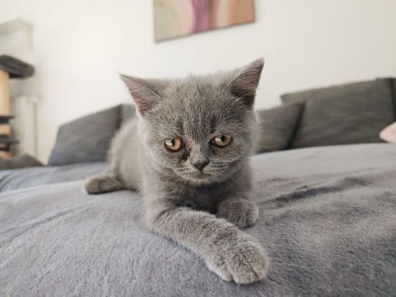 BKH Kitten/ Auszugsbereit/ Ein Kater noch frei