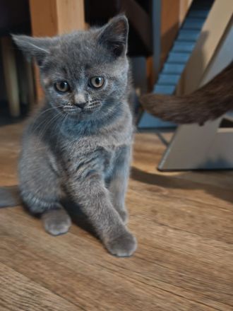 BKH Kitten/ Auszugsbereit