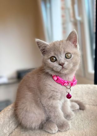 BKH Kitten in der Farbe Lilac suchen ein neues Zuhause -