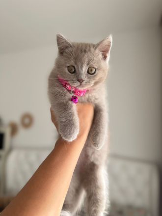 BKH Kitten in der Farbe Lilac suchen ein neues Zuhause -