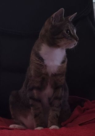 Kater (3J) in liebevolle Hände abzugeben!