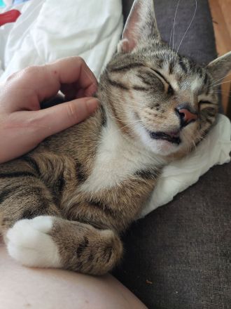 Kater (3J) in liebevolle Hände abzugeben!