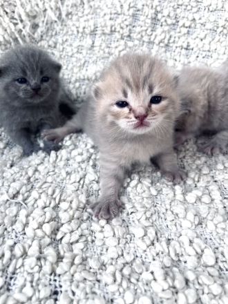 Wunderschöne BKH Kitten