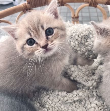 Verschmuste BKH Babykatzen Kitten