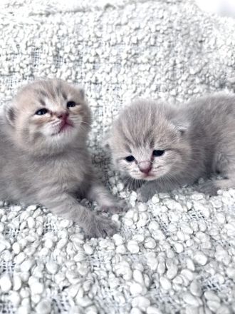 Wunderschöne BKH Kitten