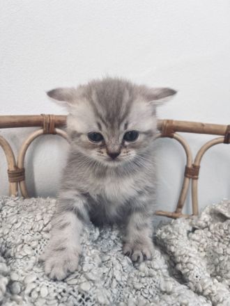 Verschmuste BKH Babykatzen Kitten