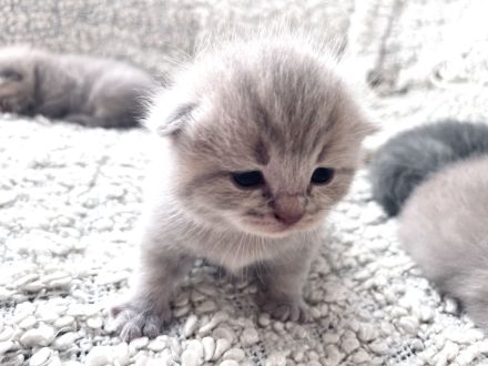 Wunderschöne BKH Kitten