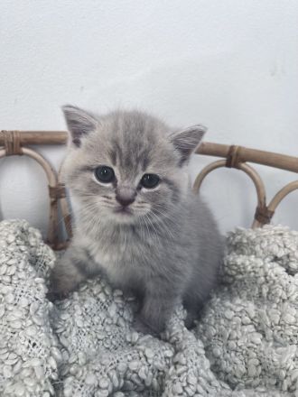 Verschmuste BKH Babykatzen Kitten