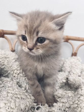 Verschmuste BKH Babykatzen Kitten