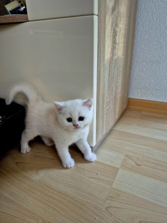 BKH/BLH Kitten Reinrassig mit Stammbaum