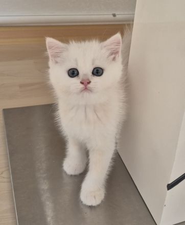 BKH Kitten Reinrassig mit Stammbaum