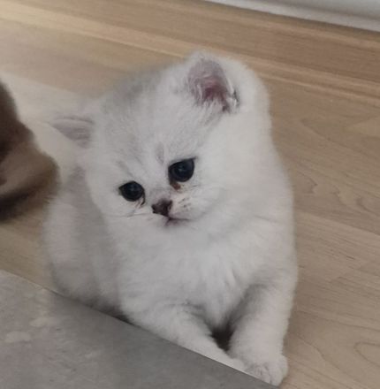 BKH Kitten Reinrassig mit Stammbaum