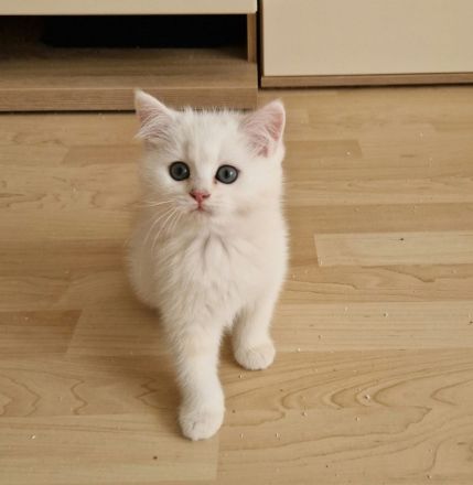 BKH Kitten Reinrassig mit Stammbaum