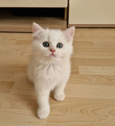 BKH Kitten Reinrassig mit Stammbaum