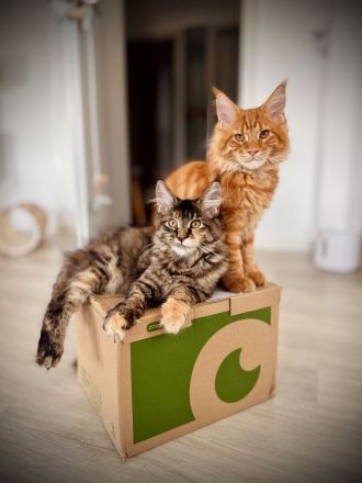 Maine Coon Katze & Kater gemeinsam abzugeben