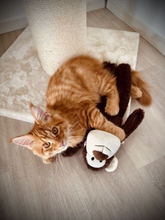 Maine Coon Katze & Kater gemeinsam abzugeben