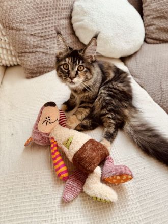 Maine Coon Katze & Kater gemeinsam abzugeben