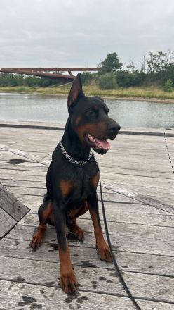 Dobermann in liebevolle Hände abzugeben