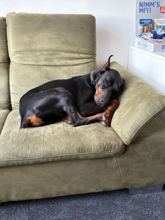 Dobermann in liebevolle Hände abzugeben