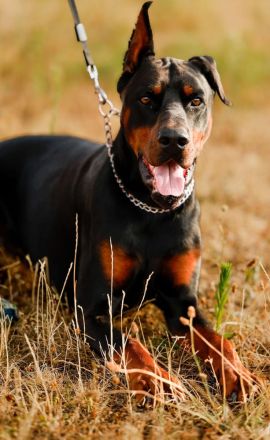 Dobermann in liebevolle Hände abzugeben