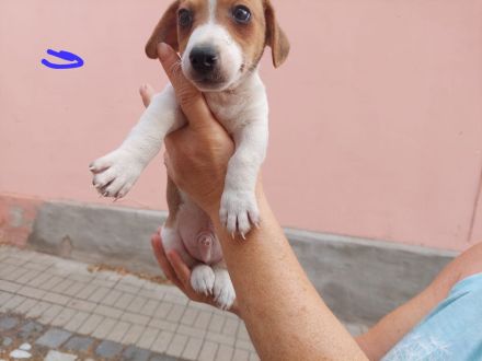 5 süße Jack Russell Terrier Welpen zu verkaufen