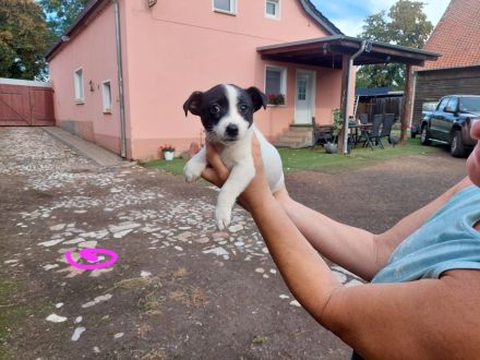 5 süße Jack Russell Terrier Welpen zu verkaufen