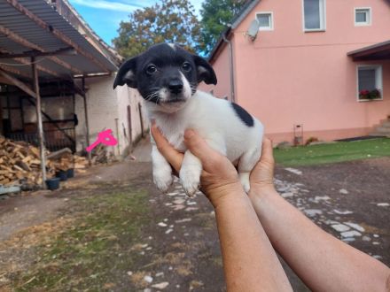 5 süße Jack Russell Terrier Welpen zu verkaufen