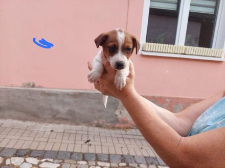 5 süße Jack Russell Terrier Welpen zu verkaufen