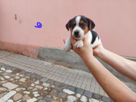 5 süße Jack Russell Terrier Welpen zu verkaufen