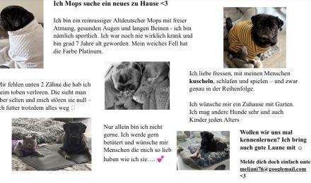 Liebevoller Mops sucht neues zu Hause ❤️