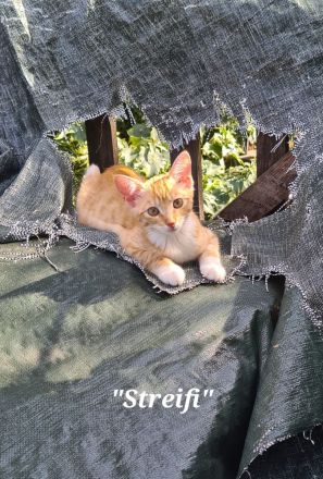 Wunderschöne kuschelige Katzenbabys, Kitten, Kätzchen ab sofort abzugeben