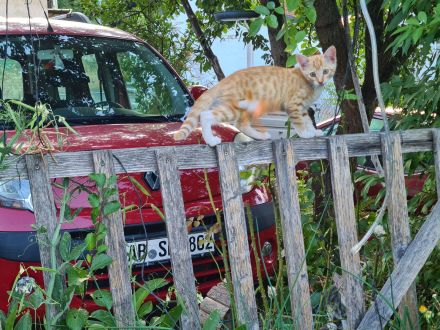 Wunderschöne kuschelige Katzenbabys, Kitten, Kätzchen ab sofort abzugeben