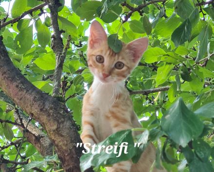 Wunderschöne kuschelige Katzenbabys, Kitten, Kätzchen ab sofort abzugeben