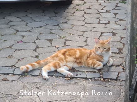 Wunderschöne kuschelige Katzenbabys, Kitten, Kätzchen ab sofort abzugeben