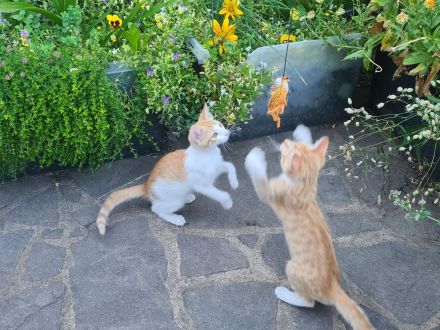 Wunderschöne kuschelige Katzenbabys, Kitten, Kätzchen ab sofort abzugeben