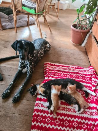 Wunderschöne kuschelige Katzenbabys, Kitten, Kätzchen ab sofort abzugeben