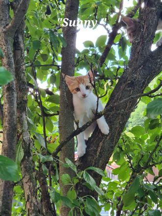 Wunderschöne kuschelige Katzenbabys, Kitten, Kätzchen ab sofort abzugeben
