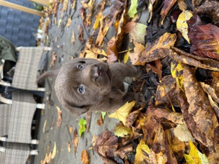 Labrador Welpen