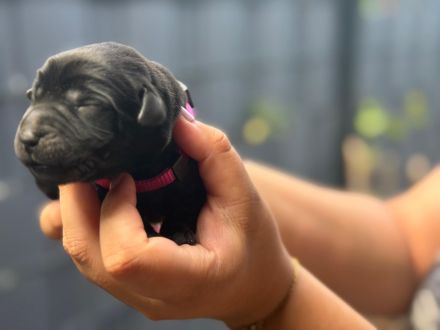 Labrador Welpen