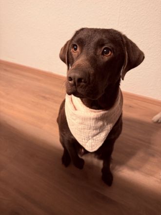 Labrador Welpen