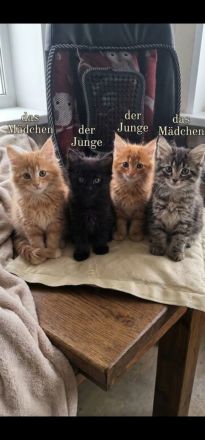 Wunderschöne Maine Coon Kitten suchen ein liebevolles Zuhause 🐾