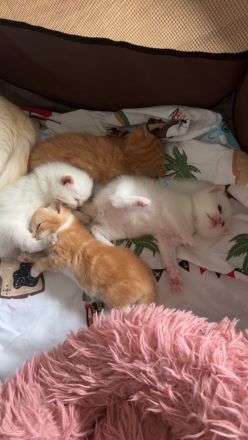 BKH max Ragdoll Kitten suchen liebevolles Zuhause