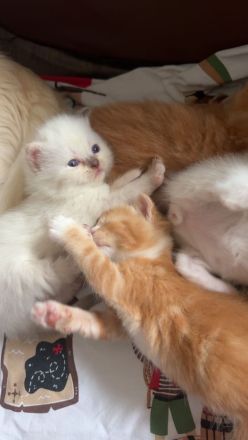 BKH max Ragdoll Kitten suchen liebevolles Zuhause