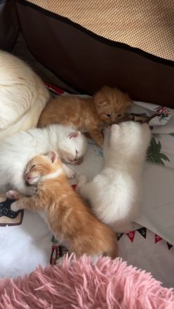 BKH max Ragdoll Kitten suchen liebevolles Zuhause