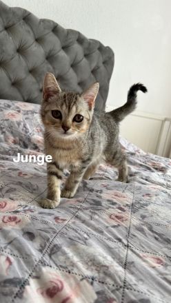 Britisch Kurzhaar Katzenbabys